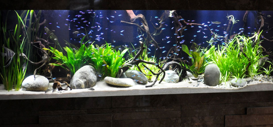 Aquarium Acrylique